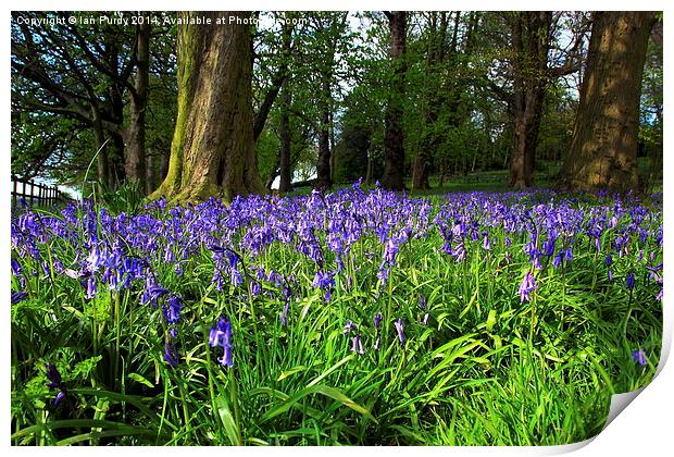 Bluebell wood Print by Ian Purdy