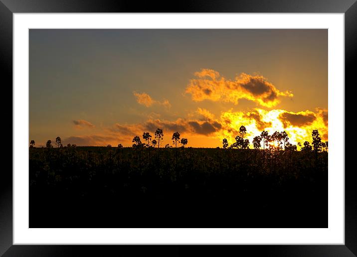 Field sunset Framed Mounted Print by Ian Purdy