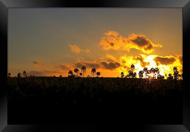 Field sunset Framed Print by Ian Purdy