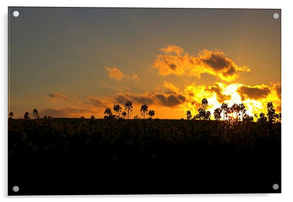 Field sunset Acrylic by Ian Purdy