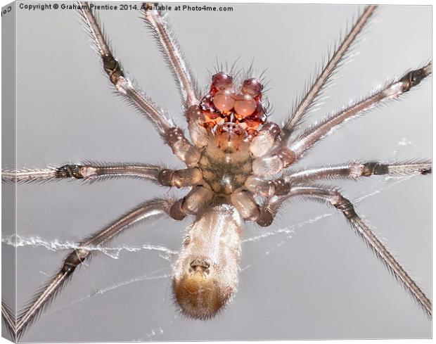 Daddy Long Legs Spider Canvas Print by Graham Prentice