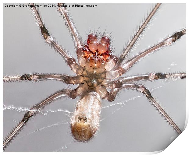 Daddy Long Legs Spider Print by Graham Prentice