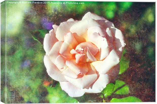 Traditional Pink Rose Canvas Print by Graham Prentice