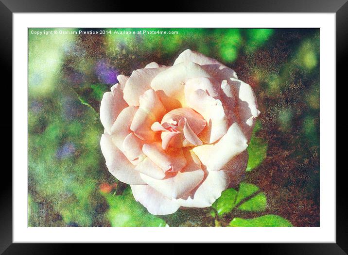 Traditional Pink Rose Framed Mounted Print by Graham Prentice