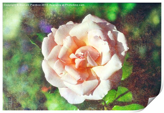 Traditional Pink Rose Print by Graham Prentice