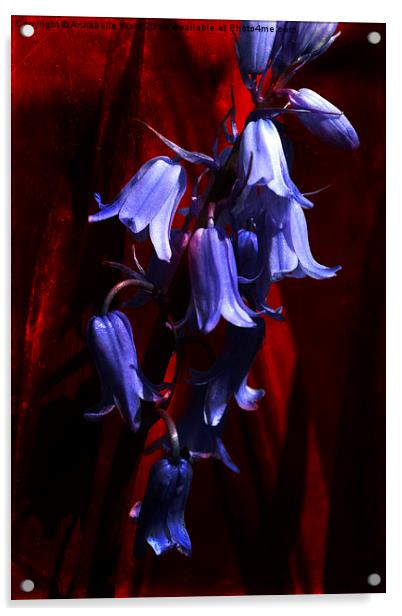 Bluebells on Red Acrylic by Annabelle Ward