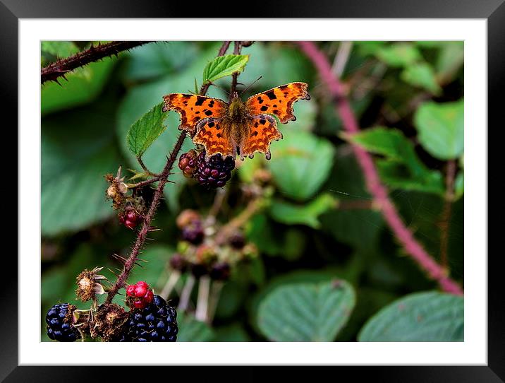 Comma butterfly Framed Mounted Print by Ian Purdy