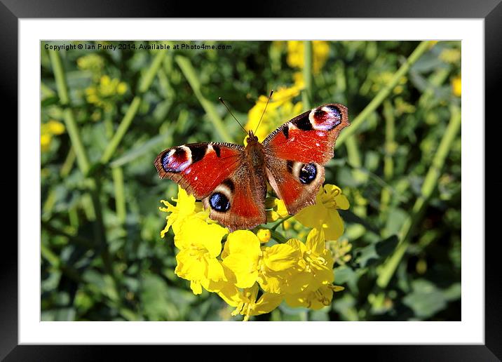 Peacock butterfly Framed Mounted Print by Ian Purdy