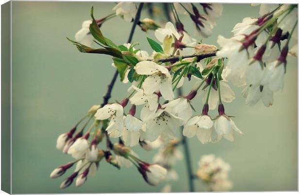 sweet blossom Canvas Print by Heather Newton