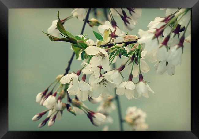 sweet blossom Framed Print by Heather Newton