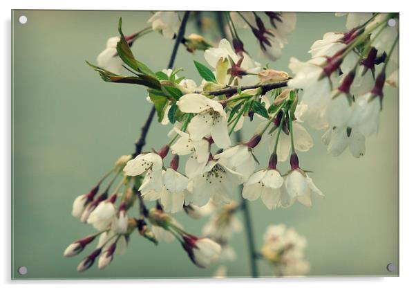 sweet blossom Acrylic by Heather Newton
