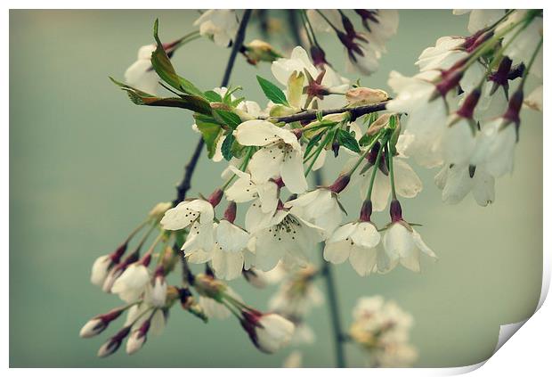 sweet blossom Print by Heather Newton