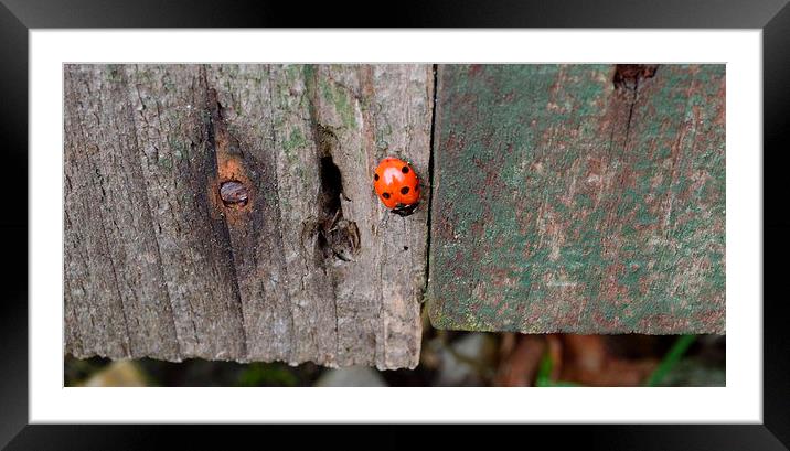 ladybird fly away home Framed Mounted Print by Rhona Ward