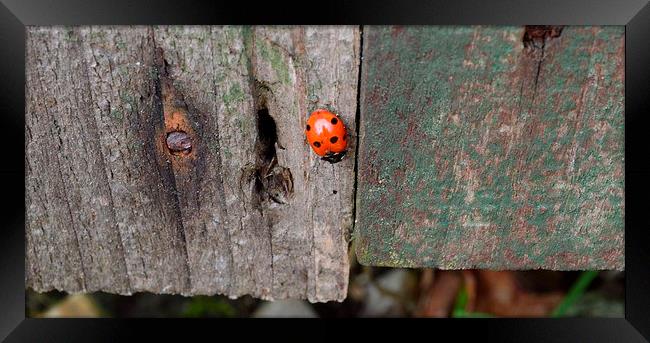 ladybird fly away home Framed Print by Rhona Ward