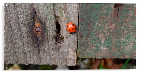 ladybird fly away home Acrylic by Rhona Ward