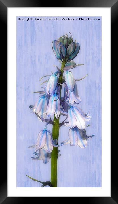 Thinking of Spring Framed Mounted Print by Christine Lake