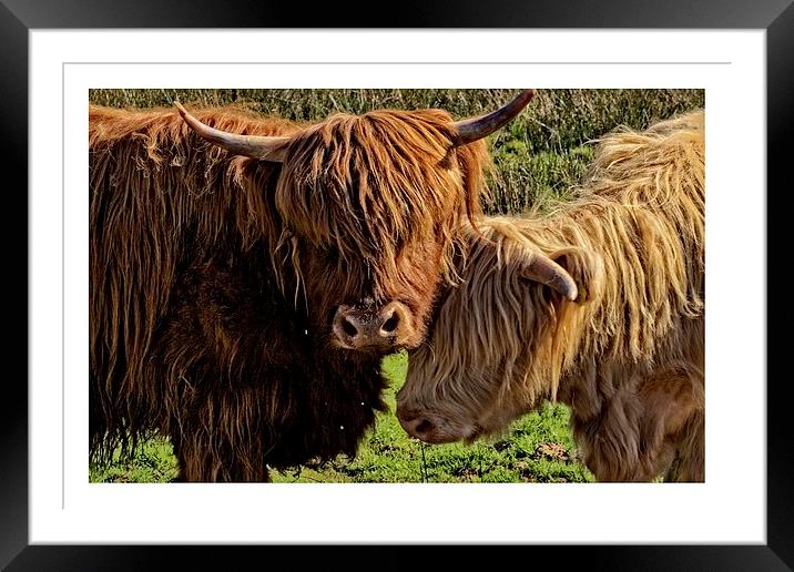 Highland cattle Arran Framed Mounted Print by jane dickie