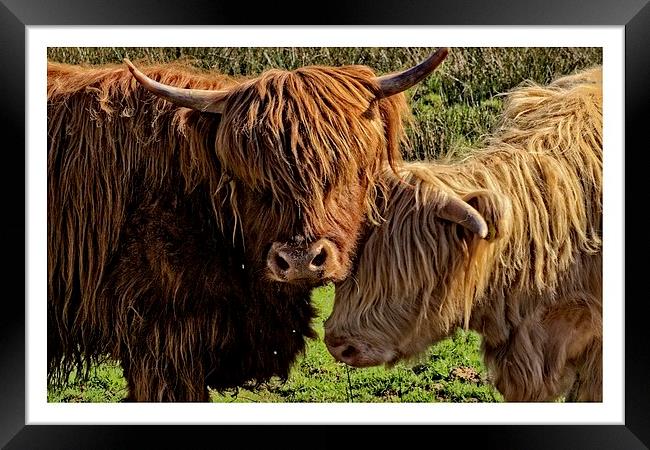 Highland cattle Arran Framed Print by jane dickie