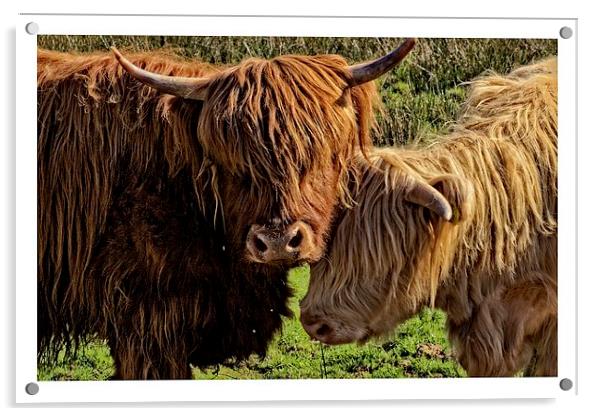 Highland cattle Arran Acrylic by jane dickie