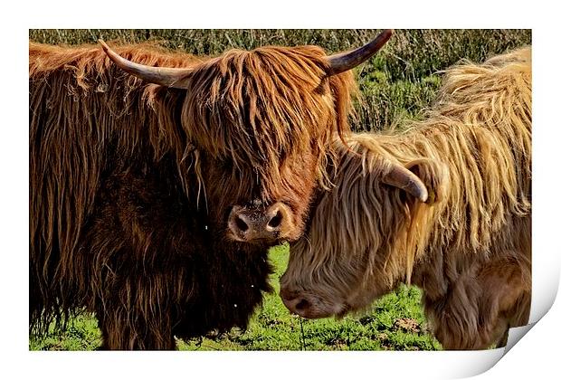 Highland cattle Arran Print by jane dickie