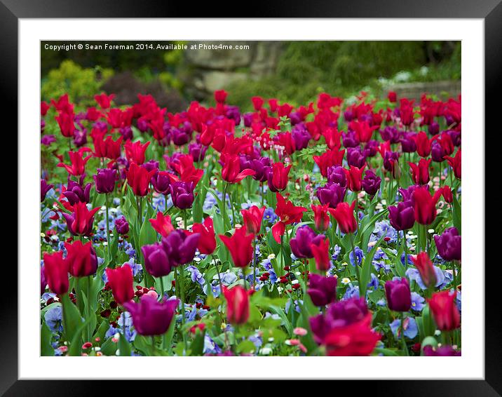Tulips Framed Mounted Print by Sean Foreman