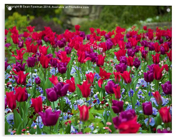 Tulips Acrylic by Sean Foreman