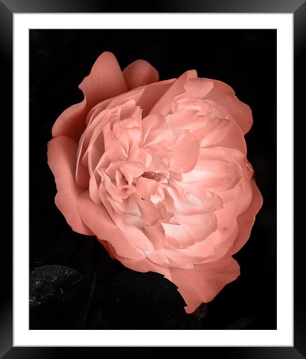 Pink Rose Framed Mounted Print by Thomas Grob