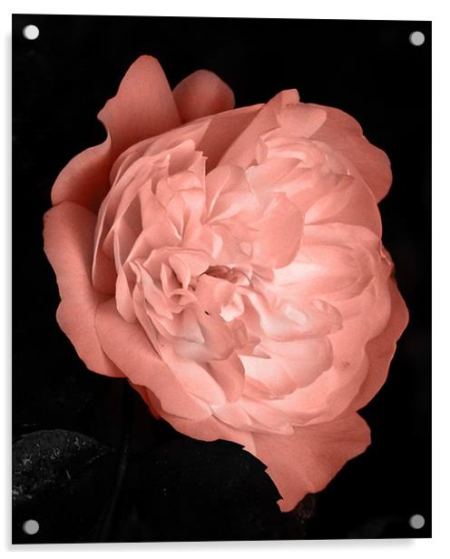 Pink Rose Acrylic by Thomas Grob
