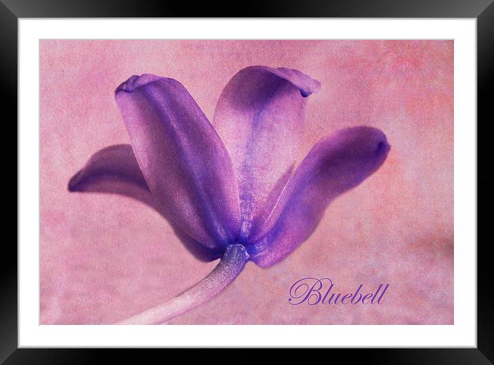 Bluebell Framed Mounted Print by Fine art by Rina