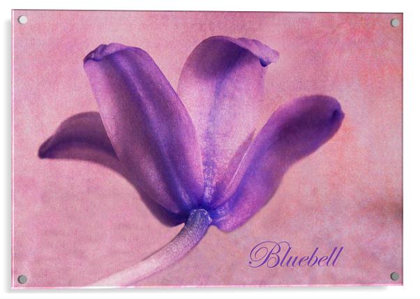 Bluebell Acrylic by Fine art by Rina