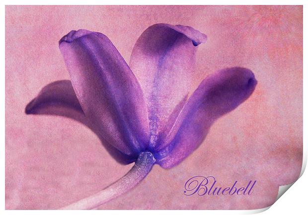 Bluebell Print by Fine art by Rina