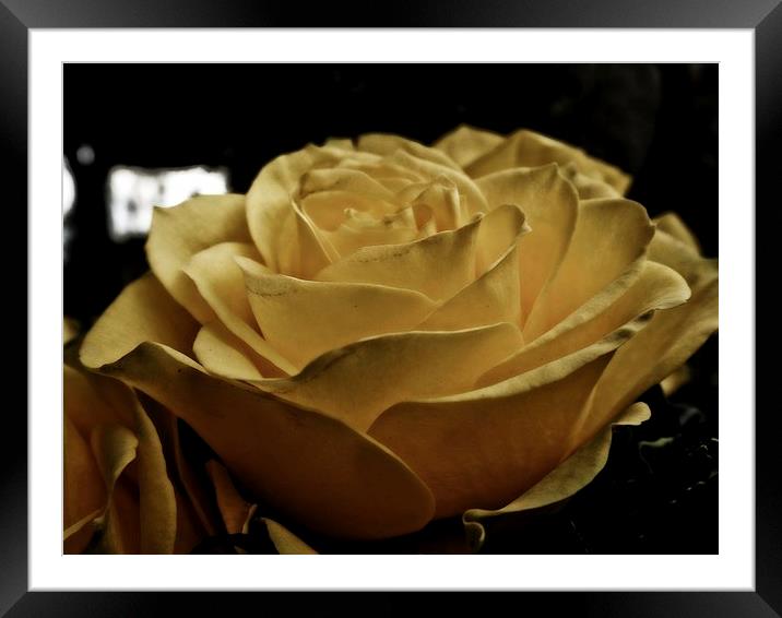yellow rose Framed Mounted Print by chrissy woodhouse