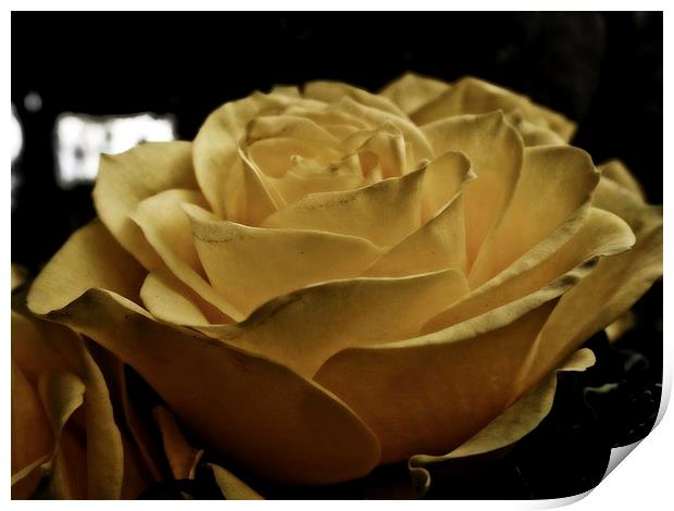 yellow rose Print by chrissy woodhouse