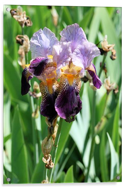 Purple iris 2 Acrylic by Ruth Hallam