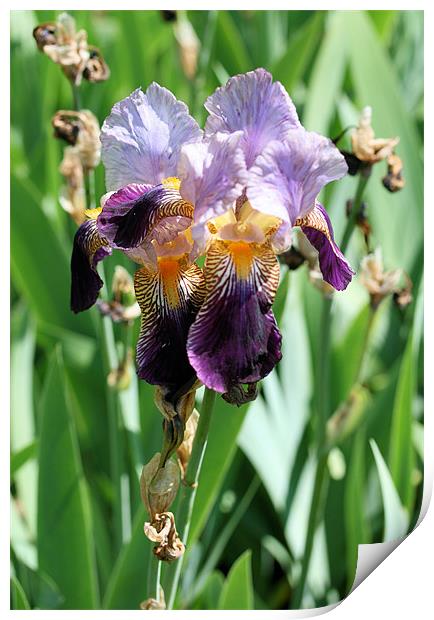 Purple iris 2 Print by Ruth Hallam