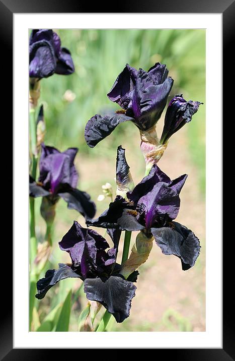 Black iris 2 Framed Mounted Print by Ruth Hallam
