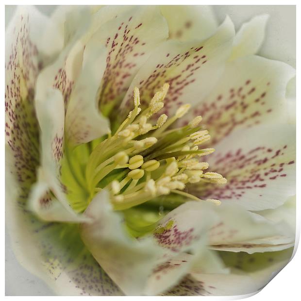 Lenten Rose Print by Jacqi Elmslie