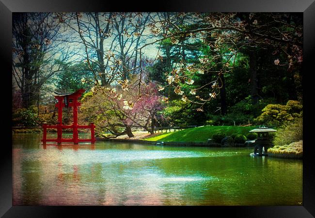 Japanese Garden In Spring Framed Print by Chris Lord