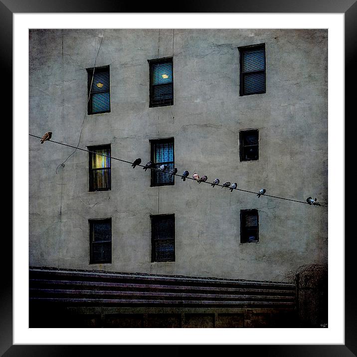 Yard Birds Framed Mounted Print by Chris Lord