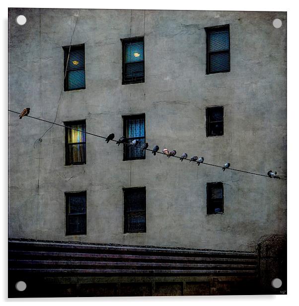 Yard Birds Acrylic by Chris Lord