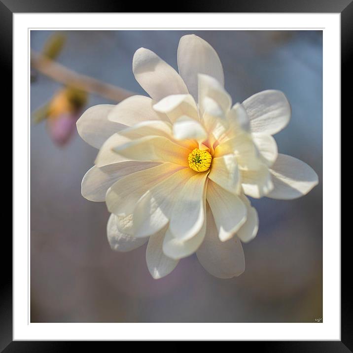 Sugar Magnolia Framed Mounted Print by Chris Lord
