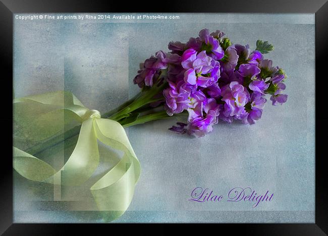 Lilac Delight Framed Print by Fine art by Rina