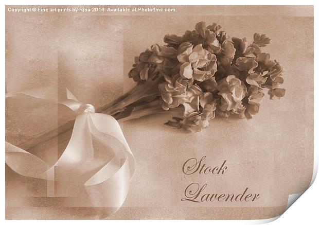 Stock Lavender Print by Fine art by Rina