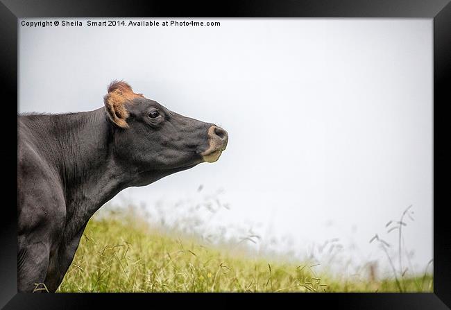 Cow in paddock Framed Print by Sheila Smart