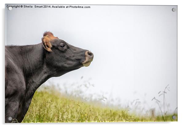 Cow in paddock Acrylic by Sheila Smart