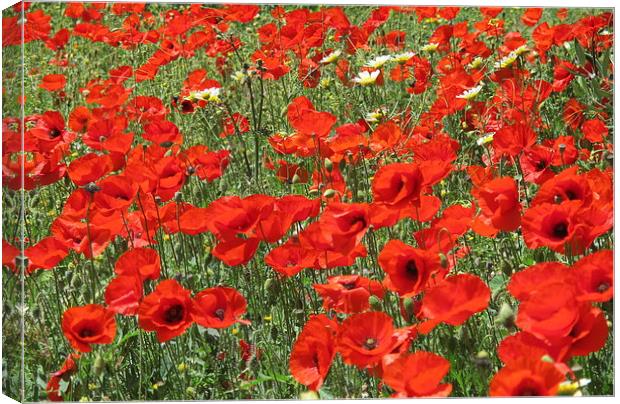Poppies, poppies so red! Canvas Print by DEE- Diana Cosford