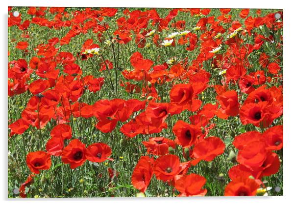 Poppies, poppies so red! Acrylic by DEE- Diana Cosford