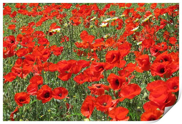 Poppies, poppies so red! Print by DEE- Diana Cosford