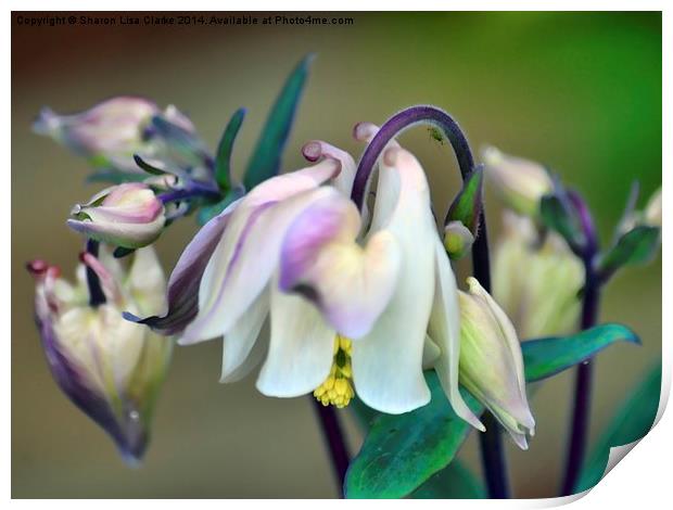 Aquilegia Print by Sharon Lisa Clarke