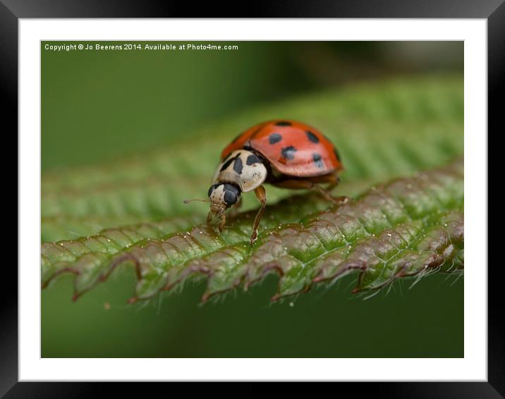 ladybug on leaf Framed Mounted Print by Jo Beerens